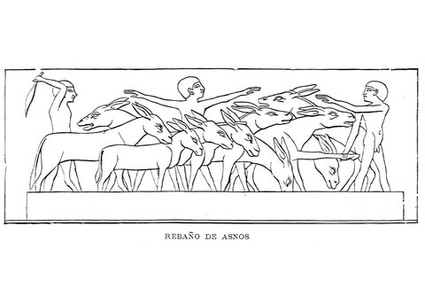 Ancient Egyptian Depiction Of Herd Of Donkeys Coloring Page